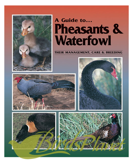 A Guide to Pheasants and Waterfowl