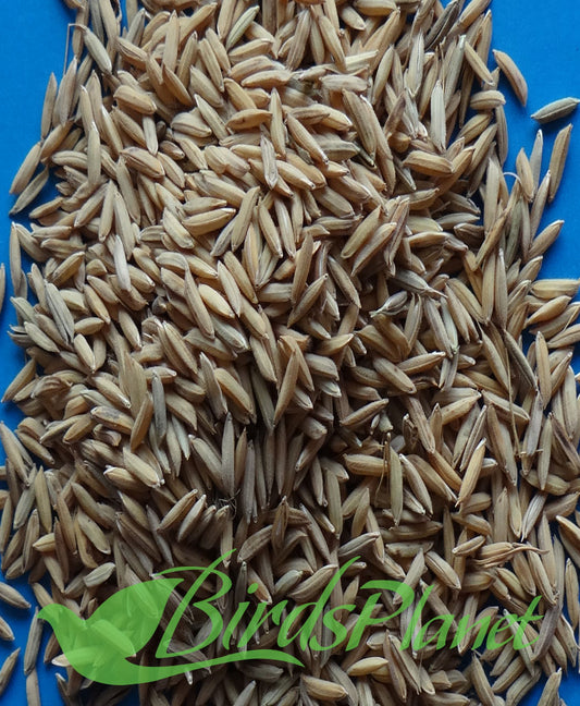 Chona - Paddy rice - چونا