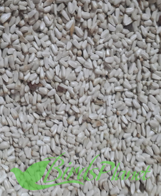 Kurtam - Safflower Seed کرتم سیڈ